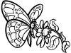 Descargar dibujos para colorear - butterfly