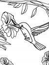 Gratuitos dibujos para colorear - aves, descargar e imprimir